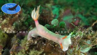 0202_Nudibranch bullocki, 4K underwater video stock footage