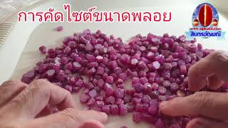 Ep98 การคัดขนาดไซต์พลอยทับทิม(Ruby)หนักประมาณ 6 กะรัตขึ้นไปเพื่อให้ช่างเจียระไน ทำเป็นเครื่องประดับ