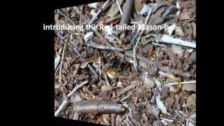 Red-tailed Mason-bee (Osmia bicolor) building her nest