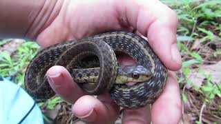 Facts about the Eastern Garter Snake!