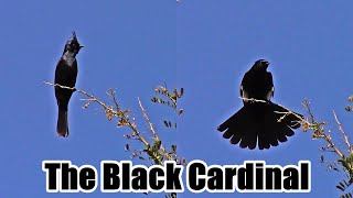 Black Cardinal Call | Phainopepla | Saguaro National Park