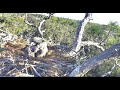 AEF-NEFL 1-4-18 NE19 Casts A Pellet Cam 1 View