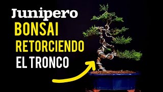 ⚠ COMO HACER UN  BONSAI 