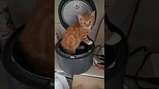 炊飯器に入っちゃったぁ~🤭 #cat #ねこ #猫のいる暮らし #おもしろ動画 #炊飯器#癒し #保護猫