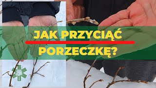 Jak przyciąć porzeczkę - gałązka po gałązce?