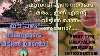 ഇതാണോ യഥാർത്ഥ മുസമ്പി😱.. 🌈എന്റെ വീട്ടിലെ മുസമ്പി മരവും.. മുസംബിയുടെ വിശേഷങ്ങളും🥰.♥️♥️♥️