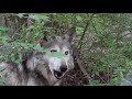 soulful howl of rare mexican gray wolf