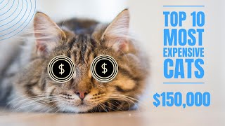 Top 10 Most Expensive Cat Breeds In The World | expensive cats breeds