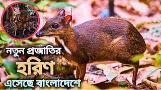 মাউস ডিয়ার: পৃথিবীর সবচেয়ে ছোট হরিণের অজানা তথ্য