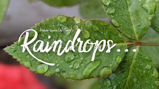 Raindrops...  | Pearls on Leaf