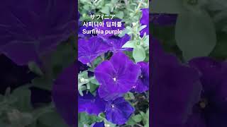 Petunia hybrida/ 페튜니아 샤피니아/ペチュニア/페츄니아 꽃말:\