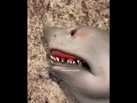 Shark Puppet Tries Energy Drinks Youtube