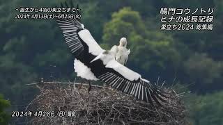 2024 鳴門コウノトリ ヒナの成長記録 巣立ち総集編 徳島県鳴門市