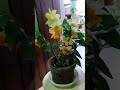 anggrek favorit semua kolektor anggrek dendrobium frosty dawn