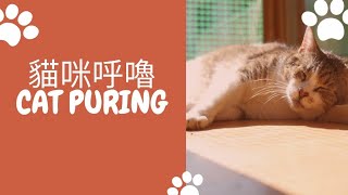 #貓咪呼嚕聲 / 療癒 / Cat purring / Cat ASMR