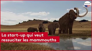 Ressuciter les mammouths : le projet fou d'une start-up américaine