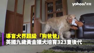 導盲犬界超級「狗爸爸」 英國九歲黃金獵犬培育323隻後代｜Yahoo Hong Kong