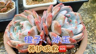 橙梦露和冰玉多肉养护交流，互相分享学习