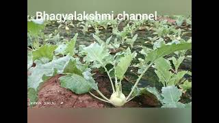 Kohlrabi or Noolkol, also known as German Turnip, belongs to the family of cabbage🌿🍃