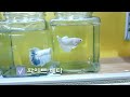 베타야 모여라 화이트 하프문 베타 서진열대어 고기야놀자 snow white betta