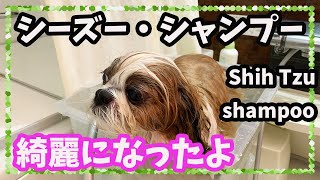 【シーズー】シャンプーして綺麗になりました。Shih Tzu　Shampoo【Vlog】【4K】My home is a general Japanese person.