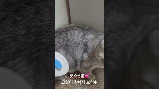 펫스윗홈 강아지 고양이 빗 브러쉬💕 #고양이 #고양이털 #고양이숨숨집 #cat #cats #고양이영상 #catlover #pet #cutecat #cute