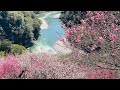 これぞ現代の桃源郷！1000本の花桃が満開 高知•仁淀川町