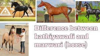 Difference between kathiyawadi and marwari horse