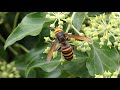 black tailed hornet on japanese ivy flowers ヒメスズメバチ♂がキヅタの雌花で吸蜜