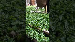 帶大家看看福鼎白茶的製作～