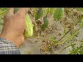 শসার প্রজেক্টে লস আর লস sajid agro one