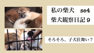 私の柴犬 se4 柴犬 柴犬観察日記 9 そろそろ、子犬仕舞い？