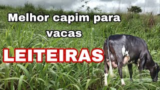 Capim andropogon o melhor capim para vacas LEITEIRAS!! Capim de baixa fertilidade