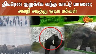 Elephant Roaming | திடீரென குறுக்கே வந்த காட்டு யானை; அலறி அடித்து ஓடிய மக்கள் | Sun News