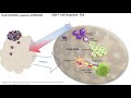 In less than 10 min Antibody Response B and Th2 cells