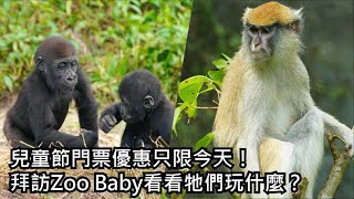 兒童節門票優惠只限今天！  拜訪Zoo Baby看看牠們玩什麼？