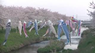 【板屋川・満開の桜と鯉のぼり（岐阜市）】　2020年4月　 Itaya-gawa(river) Cherry Blossoms and Carp-streamer　Gifu-Japan