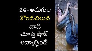 మనిషిపై అతి పెద్ద కొండచిలువ దాడి.. చూస్తే ఆమ్మో అంటారు || Python Attack Indonesia || Lotus Media