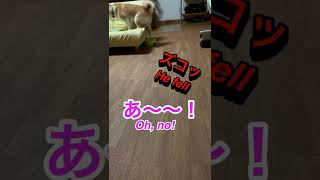 ソファから落ちてもおやつ探しに必死な柴犬 ShibaInu desperately looking for snack even after falling off the sofa #shorts