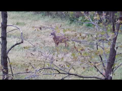 Young 8 pt Young 8 pt
