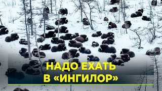 Ямальские блогеры сняли новый выпуск в природном парке