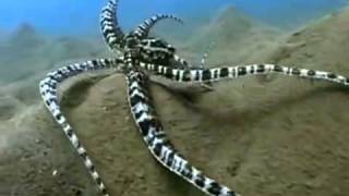 The Indonesian Mimic Octopus