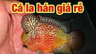 Cc&cmt- Cá la hán kamfa giá rẻ đợt mới 2/8 zalo 0978228003