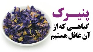 پنیرک گیاهی که از آن غافل هستیم