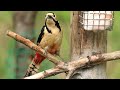 ♪鳥くんの野鳥動画～アカゲラ great spotted woodpecker