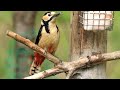 ♪鳥くんの野鳥動画～アカゲラ great spotted woodpecker