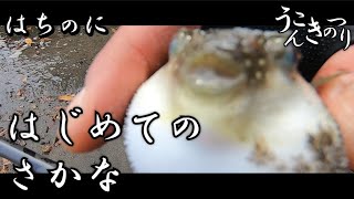 うこんきのつり 8の2 初めての甲突川・鹿児島