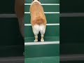 ラムちゃんは階段が好き コーギーラムちゃん コーギー コーギー犬 corgilum corgi