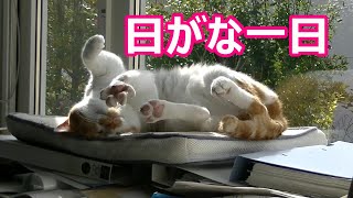 猫「日がな一日の様子」茶白猫のオイオイは暇で退屈なので話しかけてくる