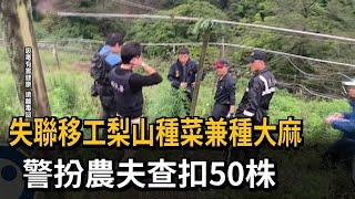 失聯移工梨山種菜兼種大麻　警扮農夫查扣50株－民視新聞